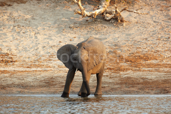 Afryki słonie słoń afrykański banki rzeki Botswana Zdjęcia stock © Forgiss