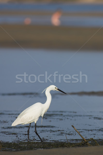 Egret #2 Stock photo © Forgiss