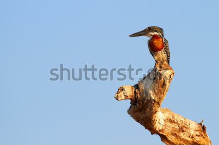 Reus ijsvogel mannelijke koper kastanje borst Stockfoto © Forgiss