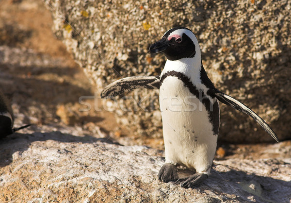 Jackass Penguin Stock photo © Forgiss
