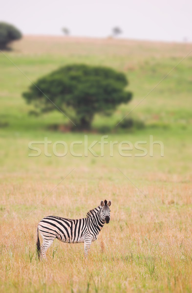 zebra Stock photo © forgiss
