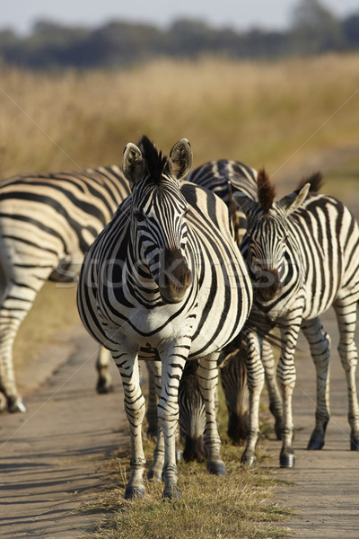 Jovem zebra inverno grama viajar Foto stock © forgiss