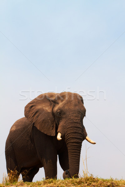 Foto stock: Elefante · africano · grande · bancos · río · Botswana