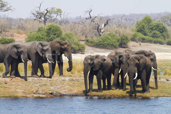 Stock photo: African Elephants