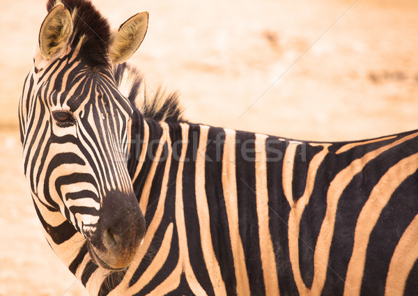 Zebrele grădină zoologică zebră în picioare turma animale zoo Imagine de stoc © forgiss