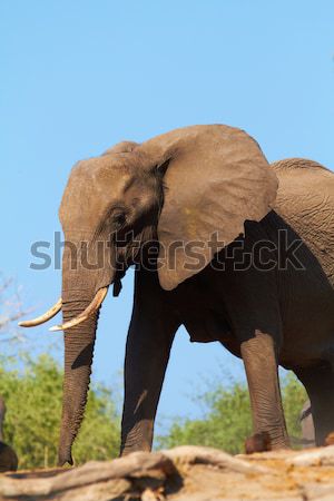 Afryki słonie stado banki rzeki Botswana Zdjęcia stock © Forgiss