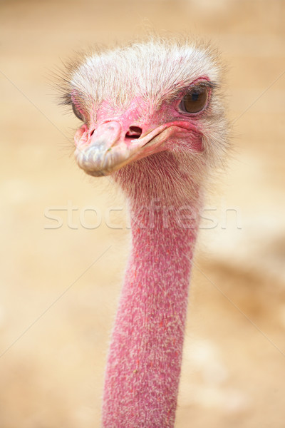 Kadın devekuşu portre bo sığ göz Stok fotoğraf © Forgiss