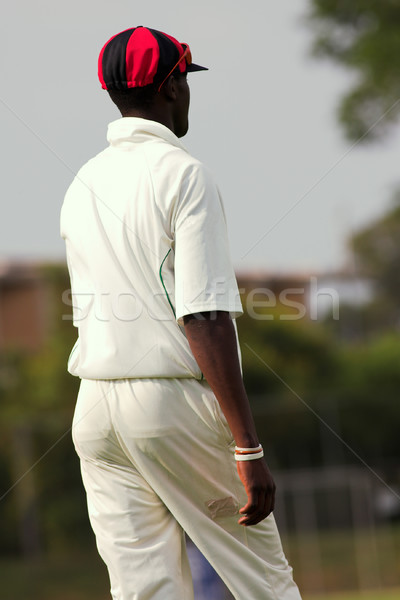 Cricket #4 Stock photo © Forgiss