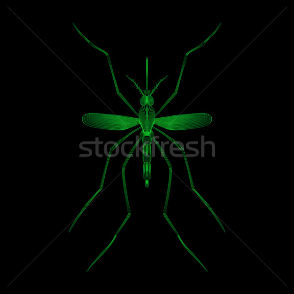 Fever mosquito species aedes aegyti isolated on black background Stock photo © Fosin