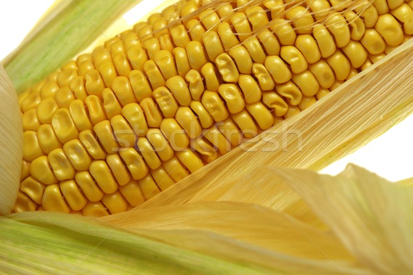 кукурузы природы зеленый энергии еды приготовления Сток-фото © Fotaw
