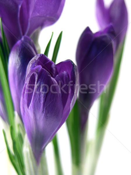 Stock photo: crocus