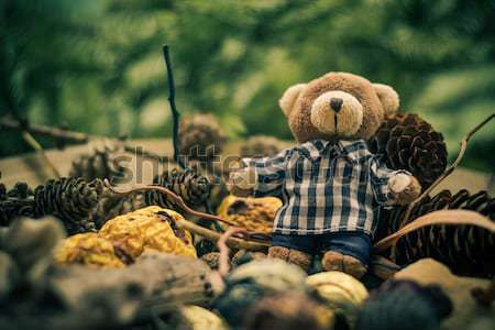Christmas coming teddy bear green conifers cones Stock photo © fotoaloja