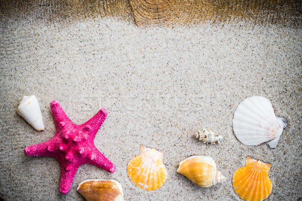 Stock photo: colorfull Sea shells sand board