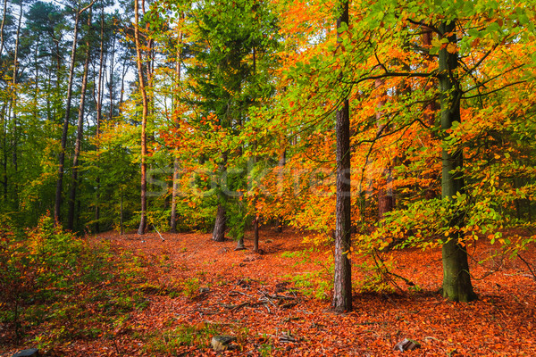 Automne forêt arbres coloré laisse feuille [[stock_photo]] © fotoaloja