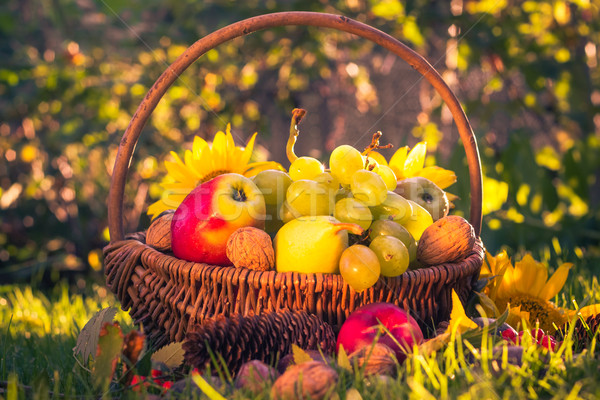 Autumn orchard basket fresh fruit sunlight Stock photo © fotoaloja