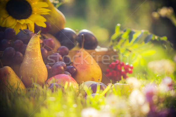Autumn orchard fruit crops grass sunset Stock photo © fotoaloja