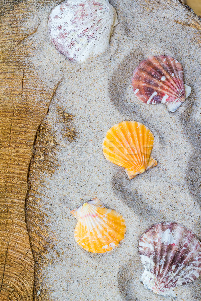 Stock photo: colorfull Sea shells sand board