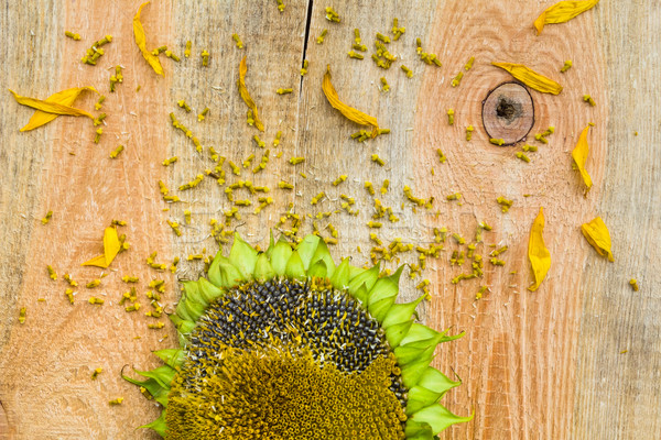 Background flower sunflower seeds wooden countertop Stock photo © fotoaloja