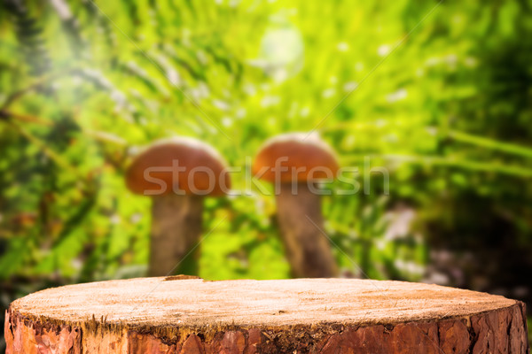 Background forest mushroom tree stumps Stock photo © fotoaloja