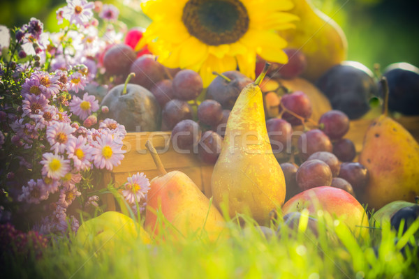 Najaar boomgaard vruchten gras zonsondergang Stockfoto © fotoaloja