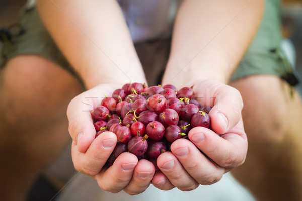 Férfi kezek tart friss levegő gyümölcs étel Stock fotó © fotoaloja