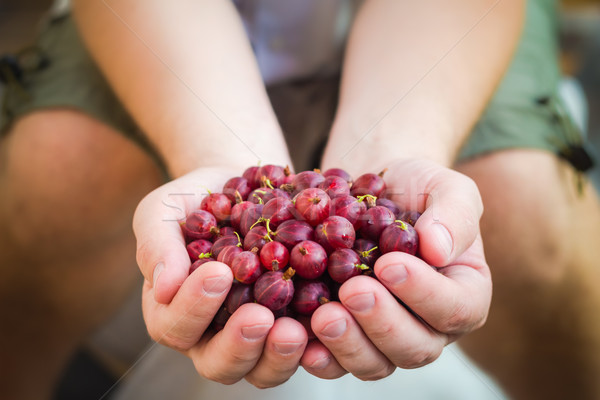 Foto d'archivio: Maschio · mani · aria · fresca · frutta · alimentare