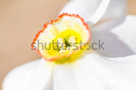 Spring garden closeup narcissus flower Stock photo © fotoaloja