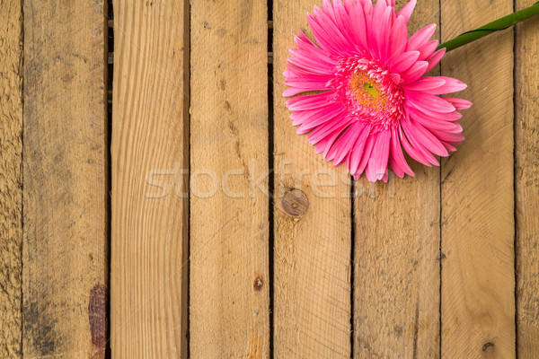 wood background wooden nature raw boards material flower gerbera Stock photo © fotoaloja