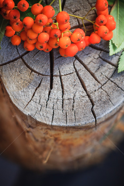 осень плодов старые природы фон таблице Сток-фото © fotoaloja