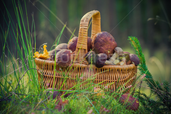 Basket full edible mushrooms forest Stock photo © fotoaloja