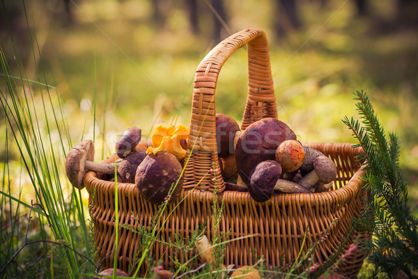 Fall basket full edible mushrooms forest Stock photo © fotoaloja