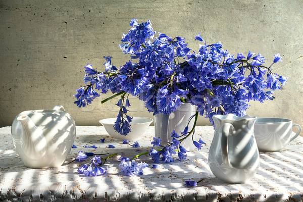 Still life bouquet blue tones white crockery Stock photo © fotoaloja