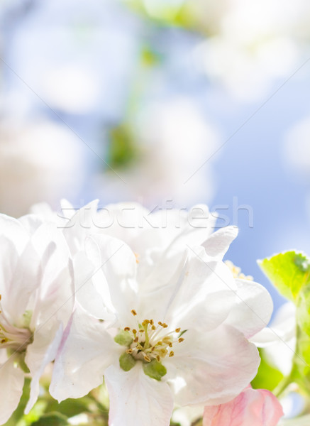 Frühling Garten Blumen Blüte Kirsche Stock foto © fotoaloja