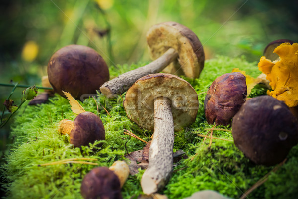 Comestível cogumelos musgo floresta luz fruto Foto stock © fotoaloja