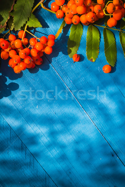 Autumnal background rowan fruits blue wooden board Stock photo © fotoaloja