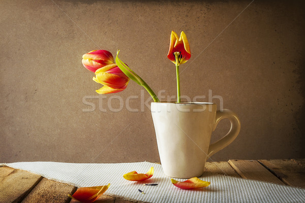 Transience Still life tulips cup petals Stock photo © fotoaloja