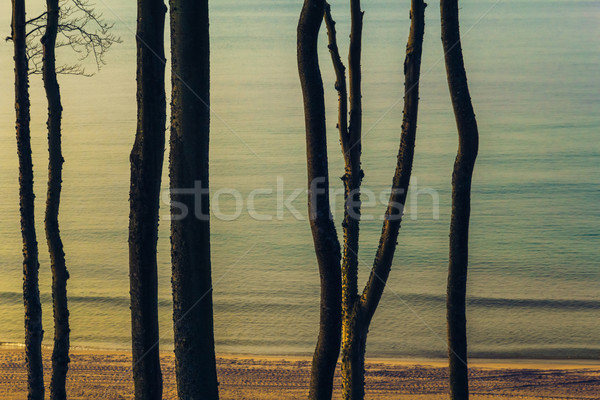 Kilátás part Balti-tenger tavasz tenger háttér Stock fotó © fotoaloja