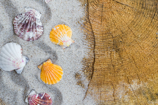 colorfull Sea shells sand board Stock photo © fotoaloja