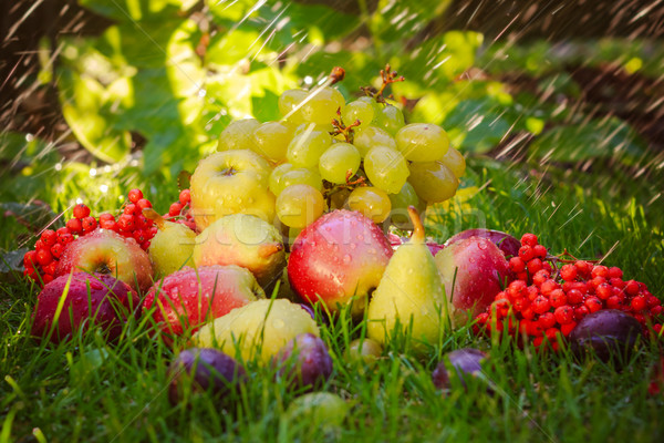 [[stock_photo]]: Triste · automne · fruits · herbe · soleil · alimentaire