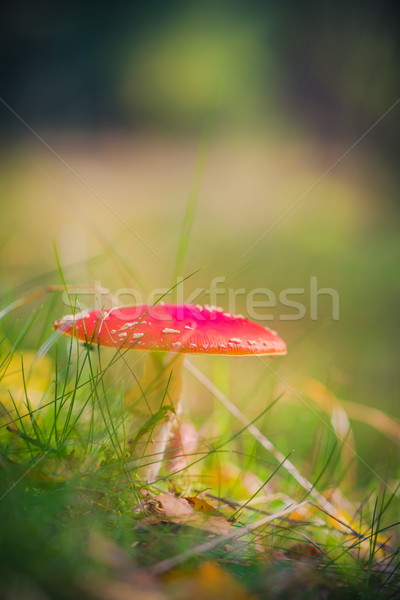 Herbst Fliegenpilz giftig Pilz Wald Licht Stock foto © fotoaloja