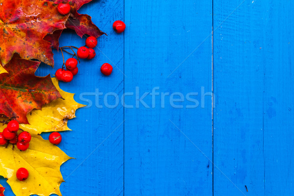 Stock photo: Fall background colour leaves rowan fruit on blue boards