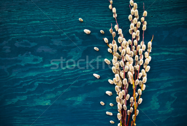 букет киска ива Пасху весны природы Сток-фото © fotoaloja