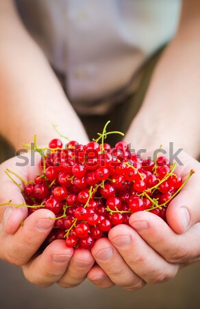 freshly fruits red currant hands man Stock photo © fotoaloja