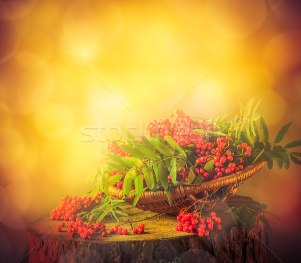 Autumn fruit basket red rowan sun Stock photo © fotoaloja