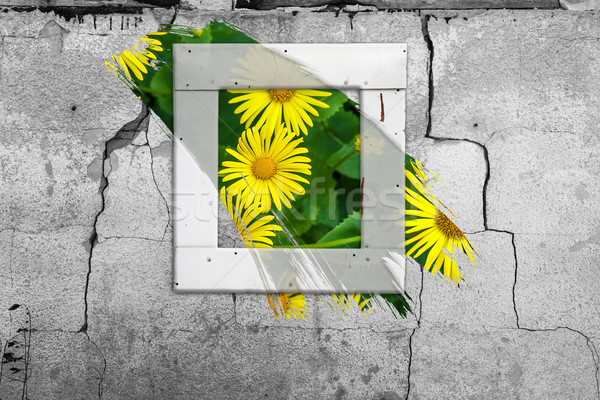 Window wall flower old painting abstract wall cracked Stock photo © fotoaloja
