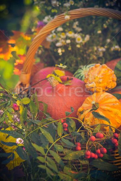 Basket autumn fruit colorful pumpkins asters Stock photo © fotoaloja