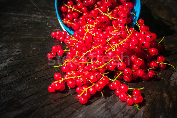 red currant fruit bucket summer pouring wooden table Stock photo © fotoaloja