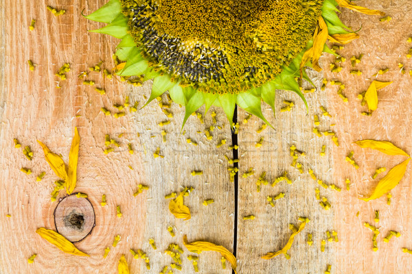 Background flower sunflower seeds wooden countertop Stock photo © fotoaloja