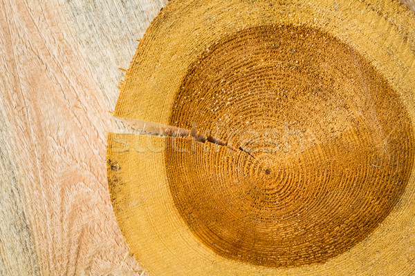 Cracked tree stump wooden countertop brown Stock photo © fotoaloja