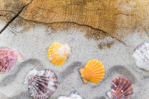 Stock photo: colorfull Sea shells sand board
